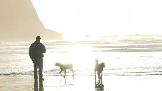 The White Dog Of Barafundle Bay